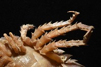 南極劍突水虱藏品圖，第15張