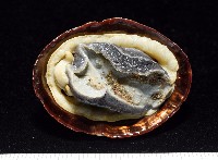 南極笠螺藏品圖，第2張