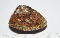 南極笠螺藏品圖，第4張