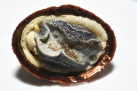 南極笠螺藏品圖，第5張