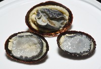 南極笠螺藏品圖，第7張