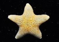 南極齒海星藏品圖，第1張