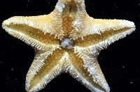 南極齒海星藏品圖，第2張