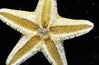 南極齒海星藏品圖，第4張