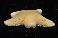 南極齒海星藏品圖，第5張