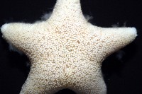 南極齒海星藏品圖，第7張
