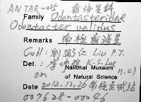 南極齒海星藏品圖，第8張