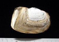 橢圓薄殼蛤藏品圖，第3張
