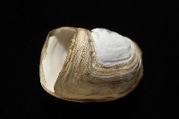 橢圓薄殼蛤藏品圖，第4張