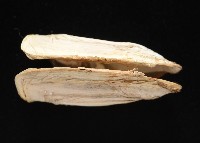 橢圓薄殼蛤藏品圖，第5張