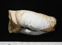 橢圓薄殼蛤藏品圖，第6張