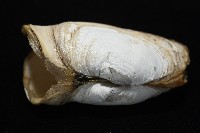 橢圓薄殼蛤藏品圖，第7張