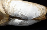 橢圓薄殼蛤藏品圖，第8張