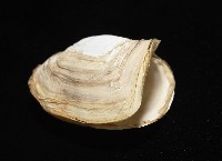 橢圓薄殼蛤藏品圖，第9張