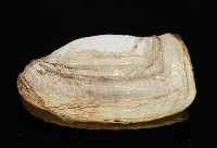橢圓薄殼蛤藏品圖，第10張