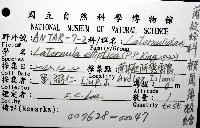 橢圓薄殼蛤藏品圖，第12張