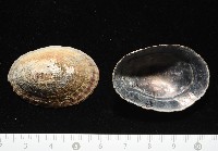 南極笠螺藏品圖，第3張