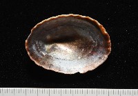 南極笠螺藏品圖，第7張