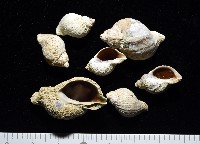 南極骨螺藏品圖，第1張