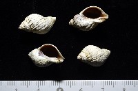 南極骨螺藏品圖，第2張
