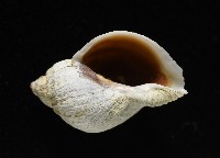 南極骨螺藏品圖，第4張