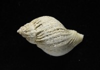 南極骨螺藏品圖，第5張