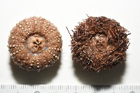 魯氏硬海膽藏品圖，第2張