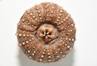 魯氏硬海膽藏品圖，第4張