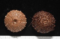 魯氏硬海膽藏品圖，第5張