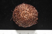 魯氏硬海膽藏品圖，第6張