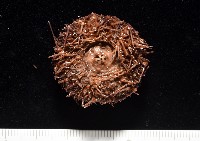 魯氏硬海膽藏品圖，第7張