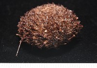 魯氏硬海膽藏品圖，第8張