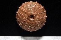 魯氏硬海膽藏品圖，第9張