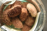 魯氏硬海膽藏品圖，第15張
