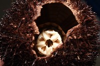 魯氏硬海膽藏品圖，第7張