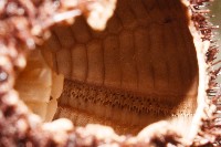 魯氏硬海膽藏品圖，第8張