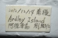 魯氏硬海膽藏品圖，第11張