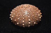 魯氏硬海膽藏品圖，第4張