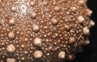 魯氏硬海膽藏品圖，第5張