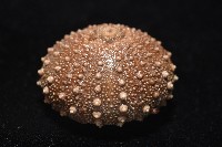 魯氏硬海膽藏品圖，第6張