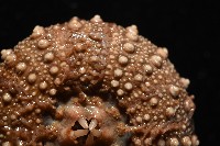 魯氏硬海膽藏品圖，第7張