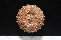 魯氏硬海膽藏品圖，第9張