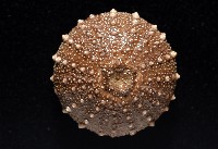 魯氏硬海膽藏品圖，第10張
