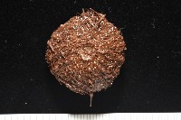 魯氏硬海膽藏品圖，第12張
