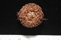 魯氏硬海膽藏品圖，第13張