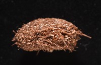 魯氏硬海膽藏品圖，第14張