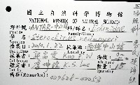 魯氏硬海膽藏品圖，第16張