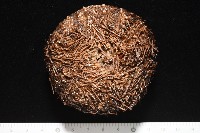 魯氏硬海膽藏品圖，第3張