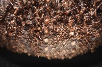 魯氏硬海膽藏品圖，第5張