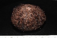 魯氏硬海膽藏品圖，第2張